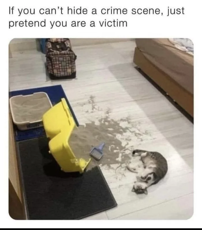 Can't hide the crime? Pretend to be a victim! - Past, Sadness, Reddit, Humor, cat