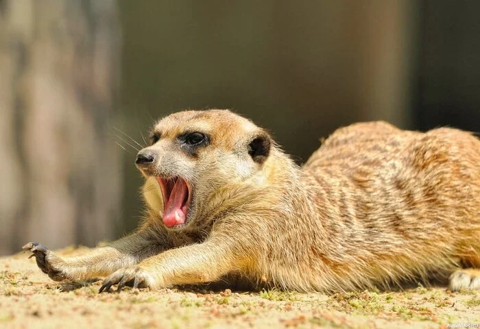 Podushechki-porushushki - Wild animals, The photo, Meerkat, Puffs