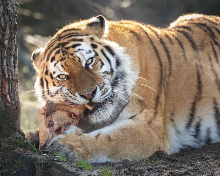 Время ужина