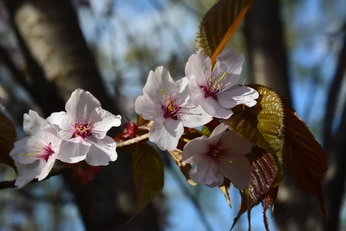 sakura blossoms - My, Sakura, Botanical Garden, The photo, Nikon, Spring