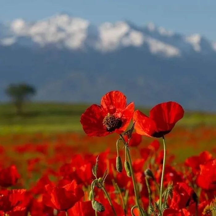 Blooming poppies near Almaty - Kazakhstan, Instagram, The photo, Almaty, Poppy, Longpost
