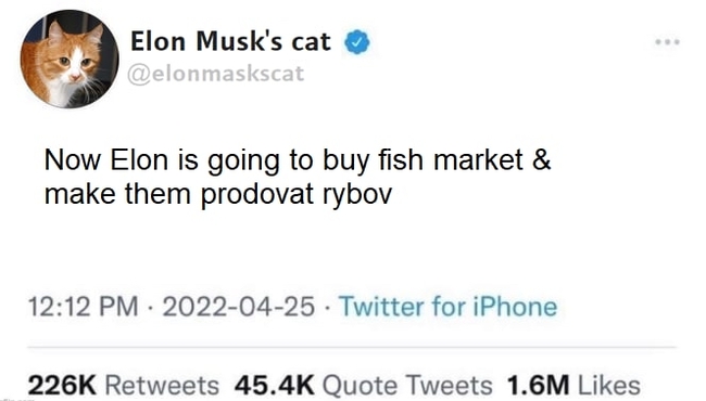 Go go Elon! - My, Do you sell fish?, cat, Elon Musk, Twitter