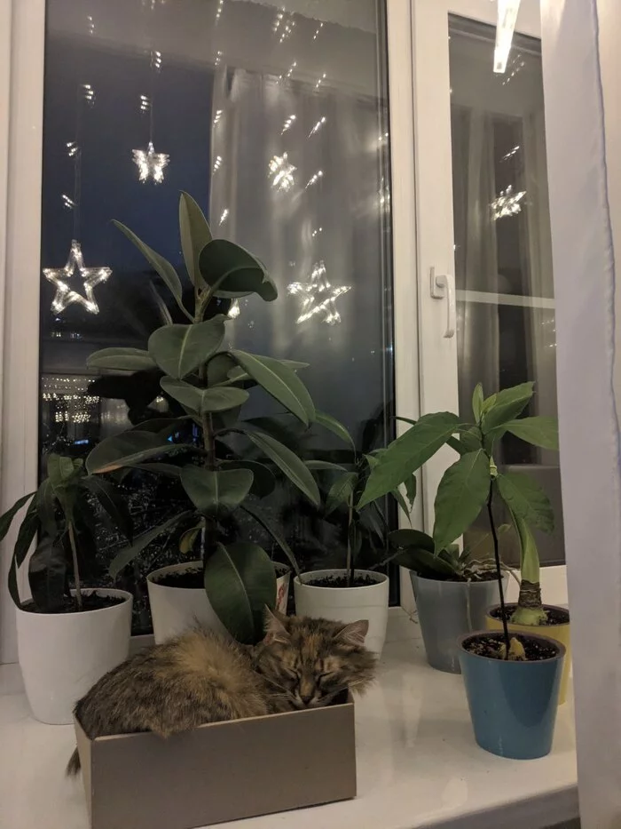 Our sleep is guarded by the stars - My, cat, Houseplants, Pets