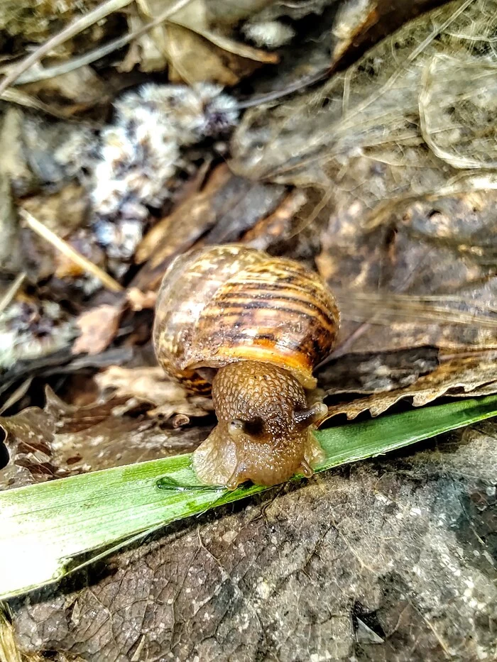 I saw a snail today! - Nature, beauty of nature, Lake, The nature of Russia, Snail, Longpost, The photo