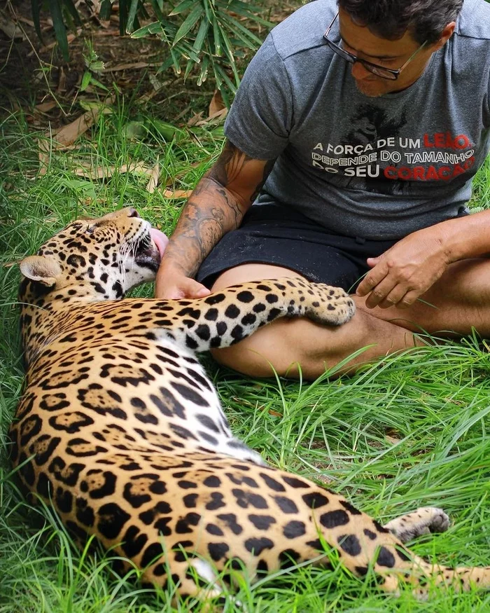 Like a house cat - Jaguar, Wild animals, Big cats, Sight, Longpost, Cat family, Predatory animals, Milota