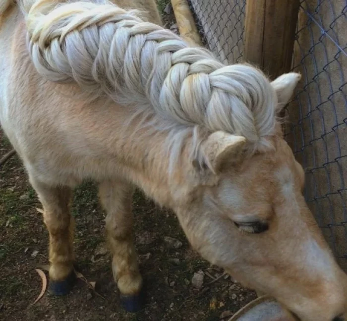 This is it, the art of weaving braids for horses - Horses, Mane, Прическа, Weaving, Scythe, Longpost