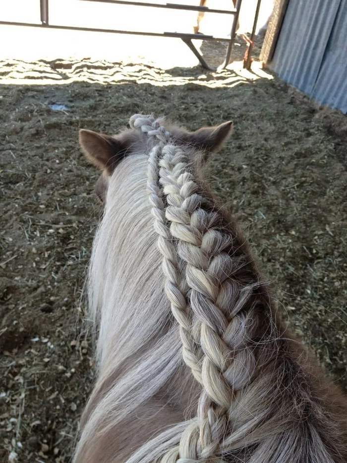 This is it, the art of weaving braids for horses - Horses, Mane, Прическа, Weaving, Scythe, Longpost