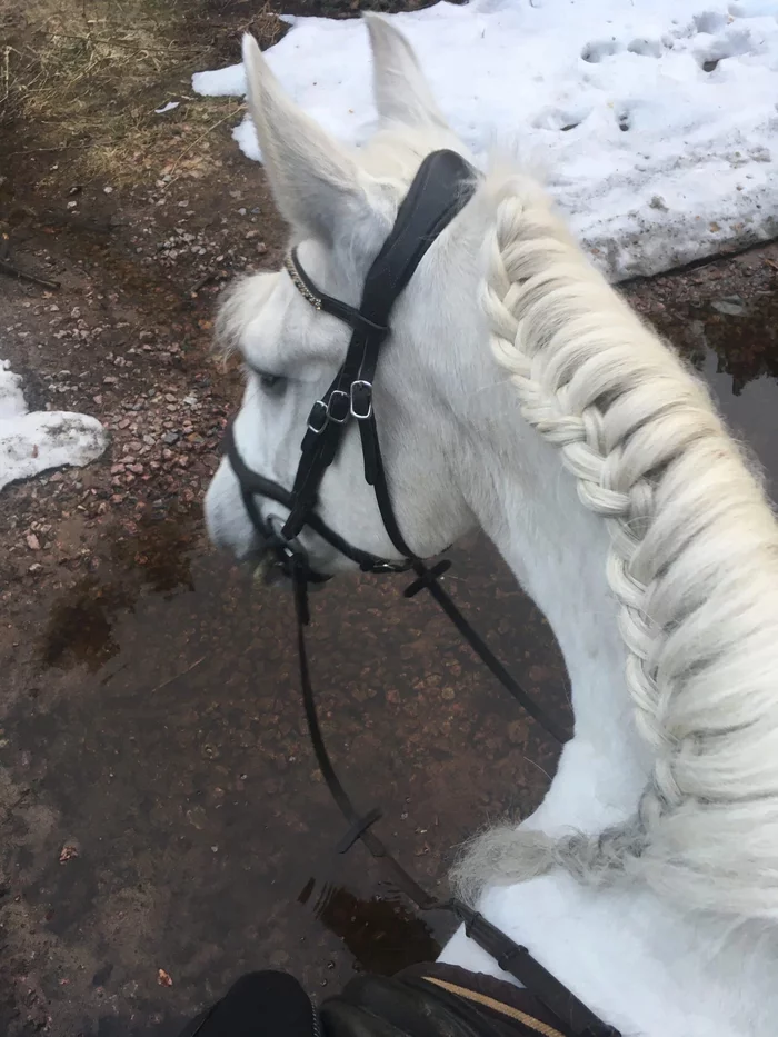 This is it, the art of weaving braids for horses - Horses, Mane, Прическа, Weaving, Scythe, Longpost