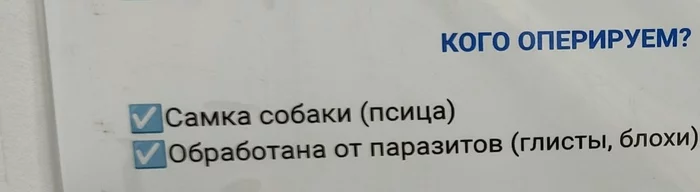 Пшеница колосиЦА, ежевика еживиЦА... - Томск, Объявление, Новояз, Собака, Феминитивы