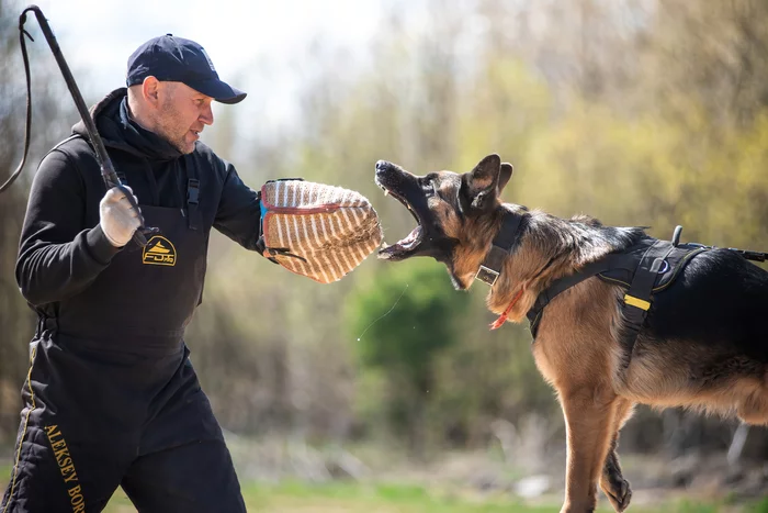 ZKS training (Protection Guard Service) - My, The photo, Dog, Workout, ZKS, Extreme, Spring, East European Shepherd, German Shepherd, Pets, Longpost