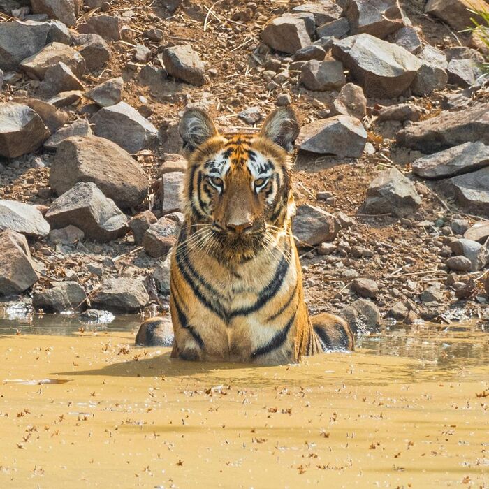 And what is this cat doing? - Bengal tiger, Tiger cubs, Big cats, Cat family, Predatory animals, Tiger, India, Interesting