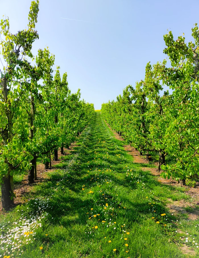 Pears - My, Tree, Garden, Pears, Pear, The photo, Mobile photography