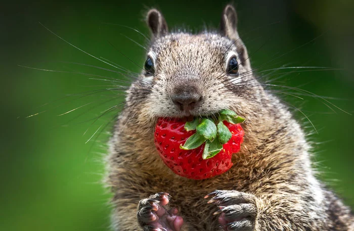 Well, now you see the gopher? - Gopher, Rodents, Wild animals, Berries, Positive, The photo