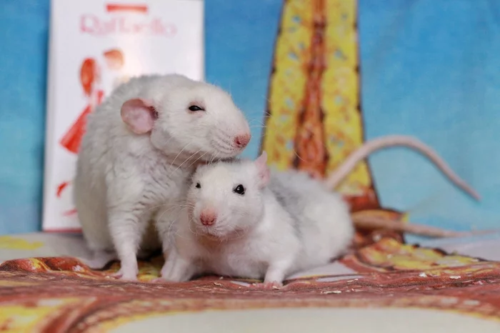 Married couple - Decorative rats, Rat, Rat Chronicles, Longpost