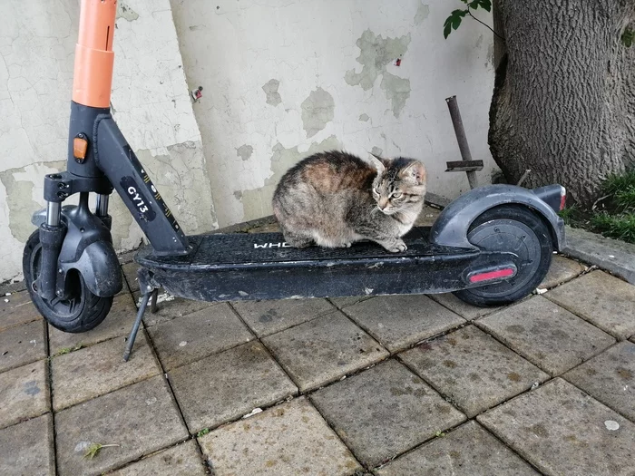 Here's where to warm up ;) - My, Kick scooter, cat