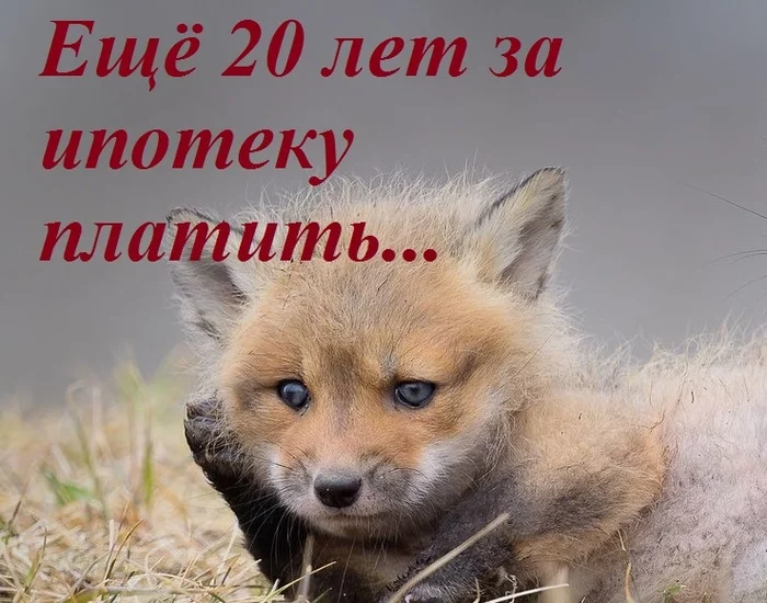 fox - My, Animals, Mortgage, Fox cubs, Picture with text