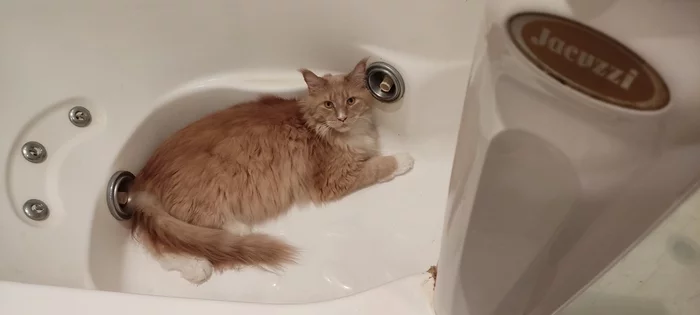 What you are watching? - My, cat, Maine Coon, Humor, Jacuzzi, Pets