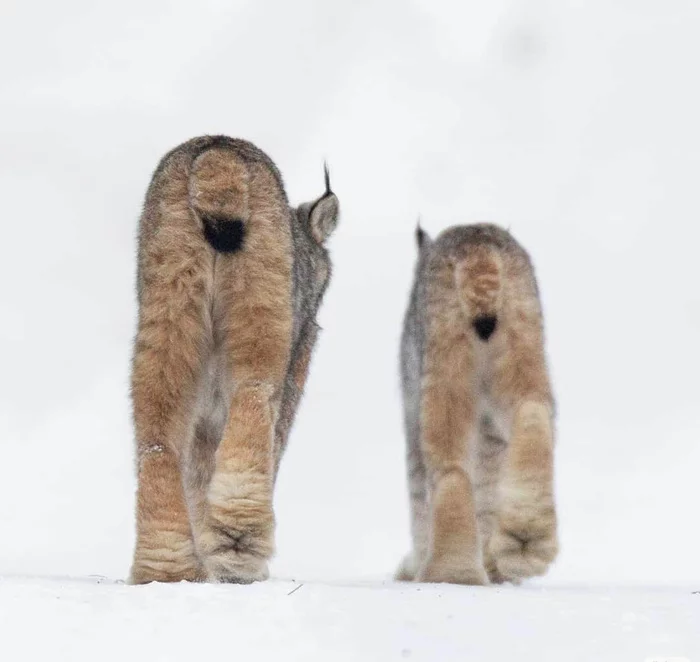 And I'm leaving, I'm leaving beautifully! - The photo, Wild animals, Lynx, Small cats, Cat family