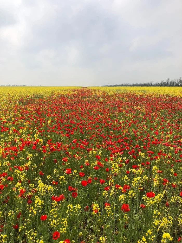 May in the Stavropol steppes - May, Stavropol region, The photo, Nature, beauty of nature, beauty, Steppe