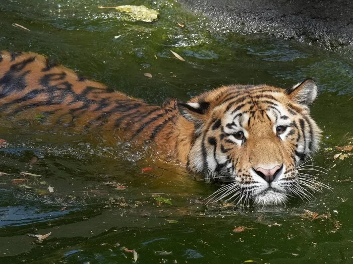 Collective rescue of a waterfowl cat) - Cat family, Predatory animals, Zoo, Japan, Positive, Tiger, Amur tiger, Interesting, Shizuoka, Honshu, Longpost