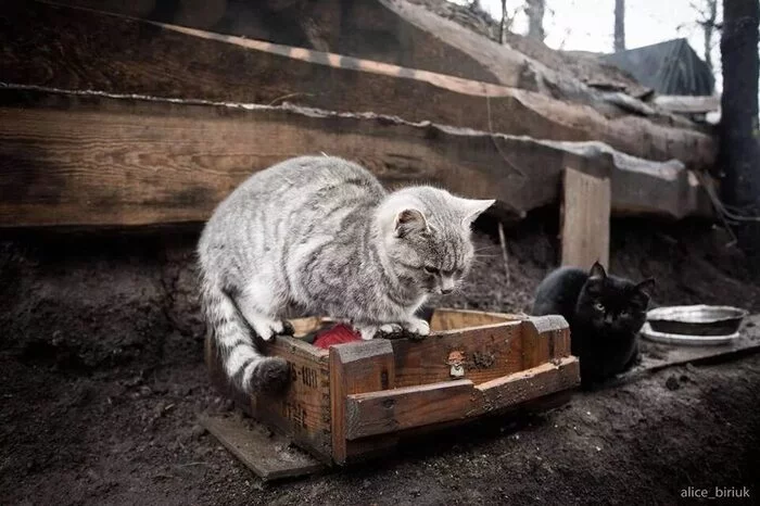 Cat #7 - cat, Dirt, Trenches