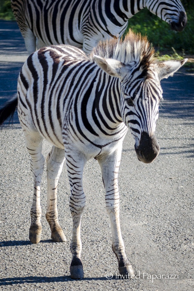 striped horses - My, South Africa, Africa, Reserves and sanctuaries, Young, zebra, Artiodactyls, Safari, The photo, Nature, Longpost