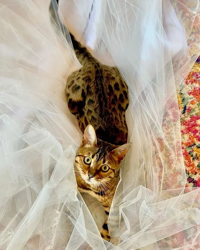 Britney Spears' cat - Wendy, on her wedding veil - cat, The photo, Bengal cat, Britney Spears, Veil