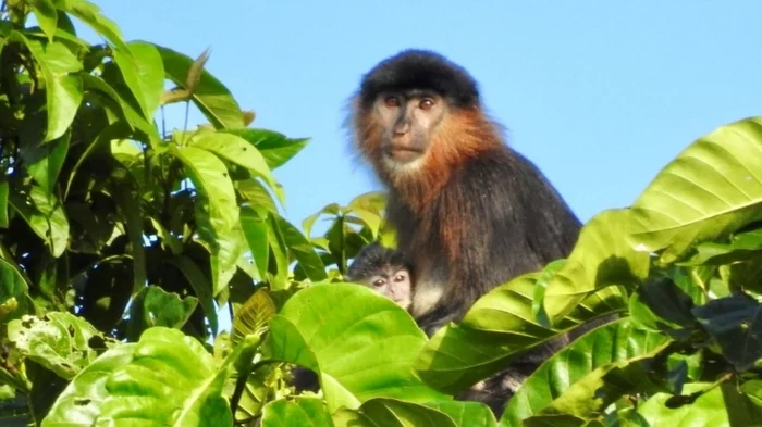 Mysterious hybrid monkey discovered on Malay island of Borneo - Monkey, Primates, Wild animals, Hybrid, Interesting, Borneo, Longpost