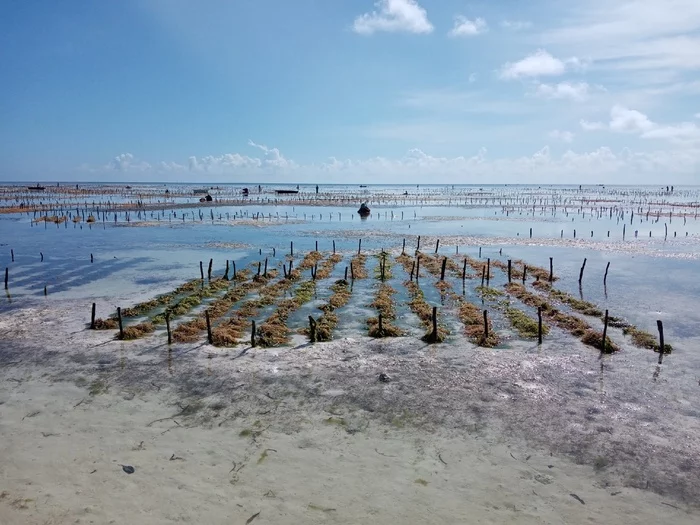 And this is how they grow seaweed in Zanzibar - My, Zanzibar, Seaweed, Longpost, Farm