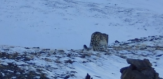 The number of snow leopards in Altai is stable - Snow Leopard, Big cats, Cat family, Predatory animals, Rare view, Red Book, Species conservation, Altai Republic, WWF, National park, Reserves and sanctuaries, Interesting, Informative, Animal protection, Phototrap, Video, Vertical video, Longpost