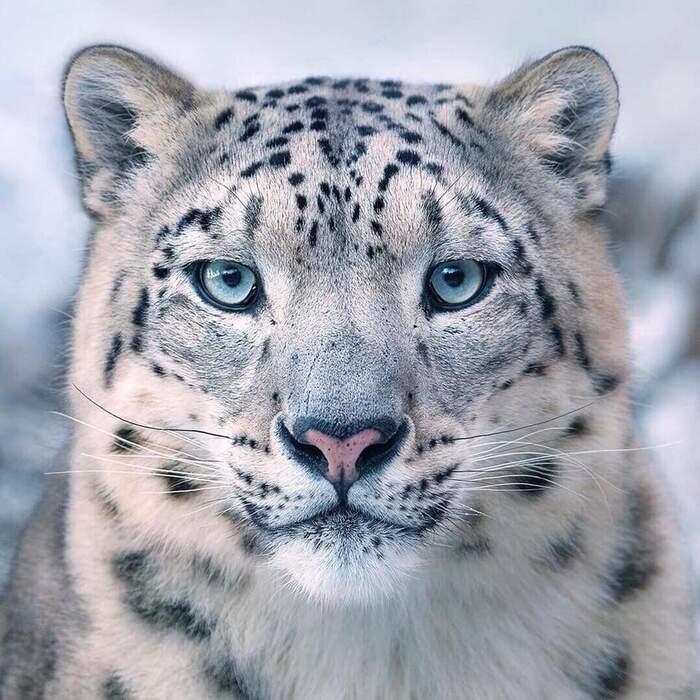 The number of snow leopards in Altai is stable - Snow Leopard, Big cats, Cat family, Predatory animals, Rare view, Red Book, Species conservation, Altai Republic, WWF, National park, Reserves and sanctuaries, Interesting, Informative, Animal protection, Phototrap, Video, Vertical video, Longpost