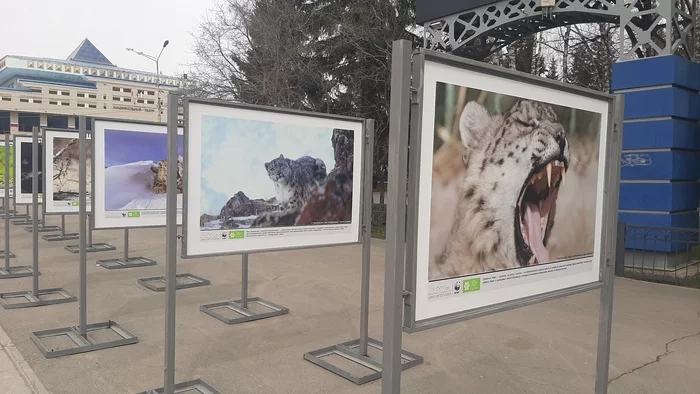 A photo exhibition about a rare predator opened in Altai in the Year of the Snow Leopard - Snow Leopard, Big cats, Cat family, Predatory animals, Rare view, Red Book, Species conservation, Altai Republic, WWF, Interesting, Informative, Animal protection, Gorno-Altaysk, Exhibition, Longpost