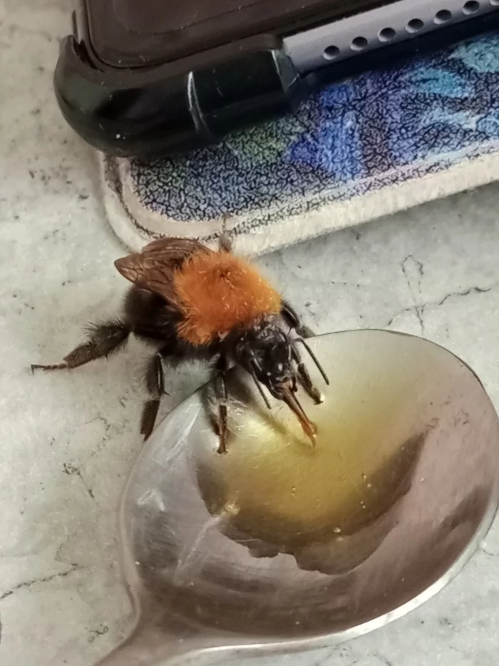 Morning Guest LJJJ... - My, Bumblebee, May, Video, Vertical video, Longpost