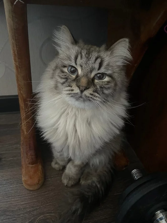 Cat Geralt, but not from Rivia. - My, cat, Paws, Milota, Help, The rescue, No rating, Chelyabinsk, Video, Video VK, Longpost, Animal Rescue