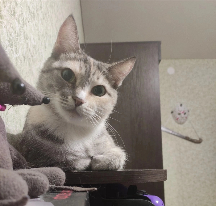 Любознательная мордаха)