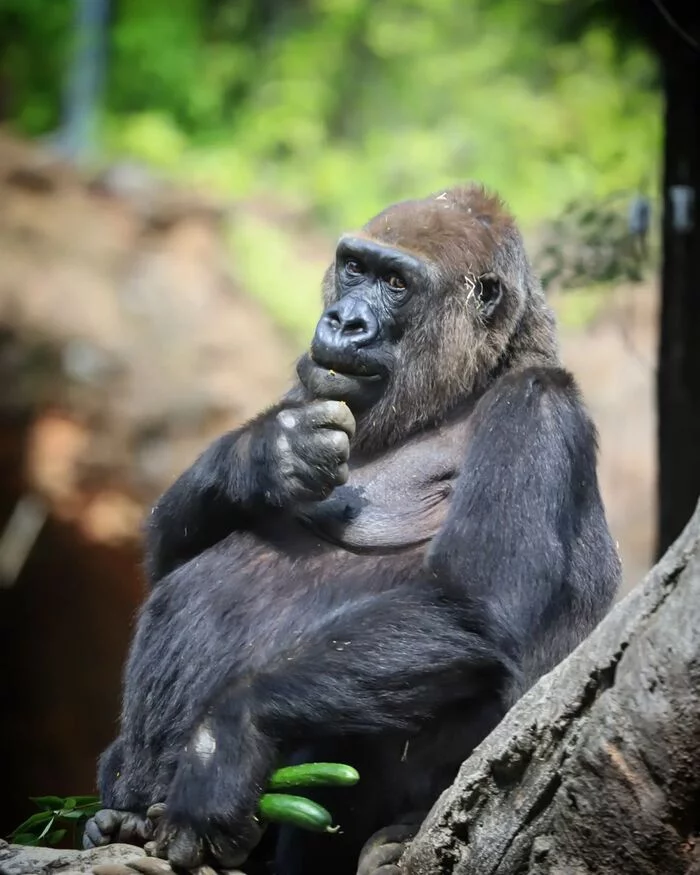 If you don't know what to do... - Gorilla, Monkey, Primates, Wild animals, Zoo, Yokohama, Japan, Positive, Longpost