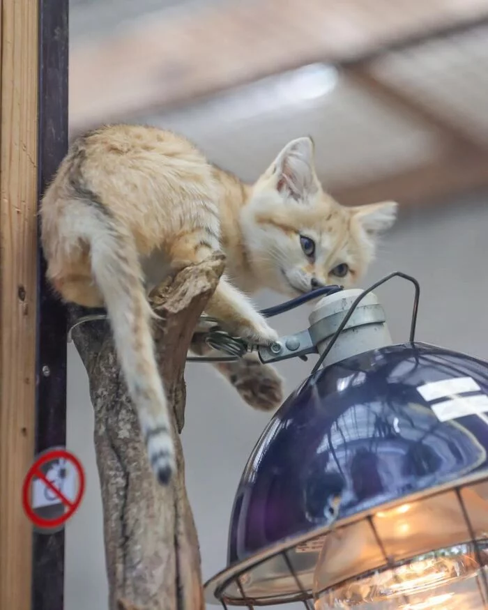 Did you call an electrician? - Sand cat, Cat family, Wild animals, Predatory animals, Small cats, Japan, Zoo, Yokohama, Kittens, Positive, Longpost