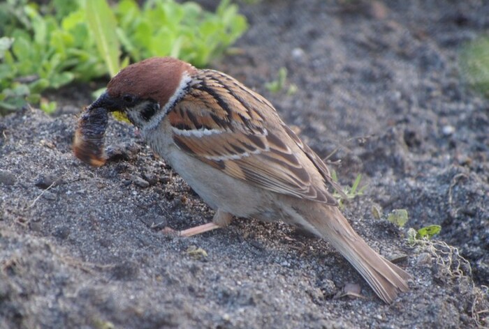 ����������� ����� �������������� ����������� ��������