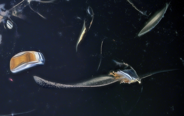 Древняя чешуйка с крыла бабочки