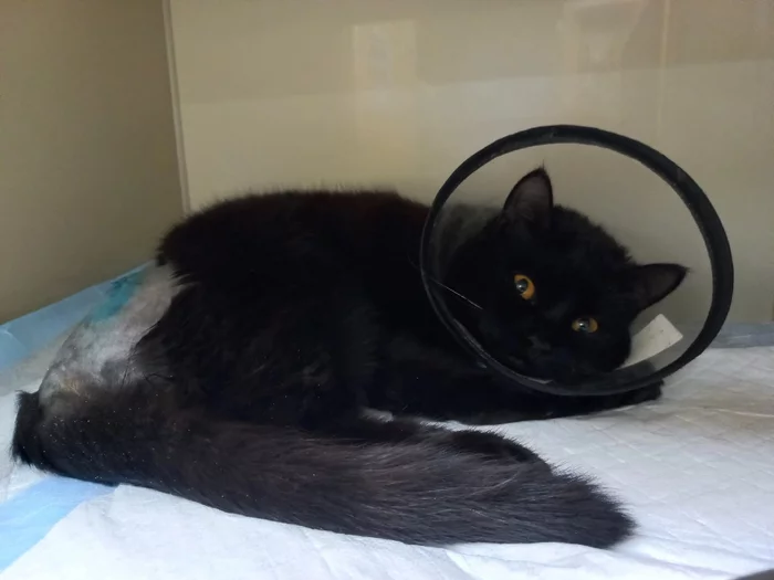 Morty is saved! Thanks a lot, everyone! - My, cat, Mercy, Cat lovers, Animal shelter, Help, Helping animals, No rating, The strength of the Peekaboo, Thank you, The rescue, Saving life, Animal Rescue