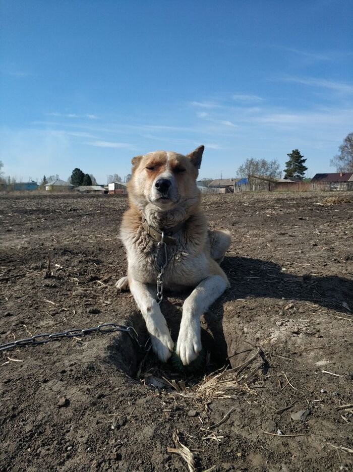 Another villager - Dog, Village