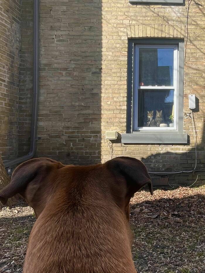 Staring game - cat, Dog, Cats and dogs together, Peepers, Milota