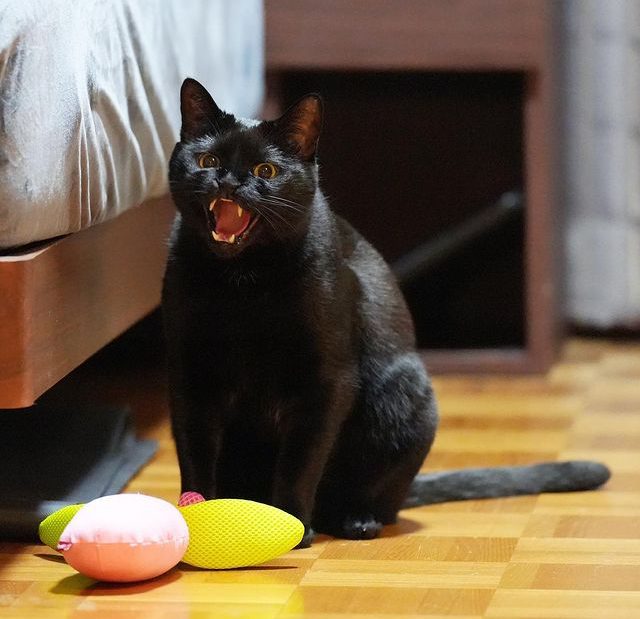 Black cat yells at toys - Black cat, cat, Pets, Toys for animals, Yelling