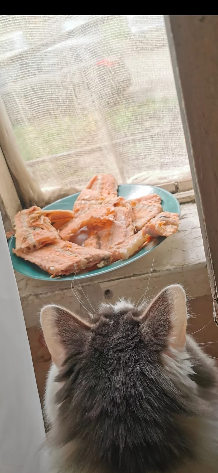 I cooked like an ear - My, cat, A fish, Do you sell fish?, What's this?, Longpost