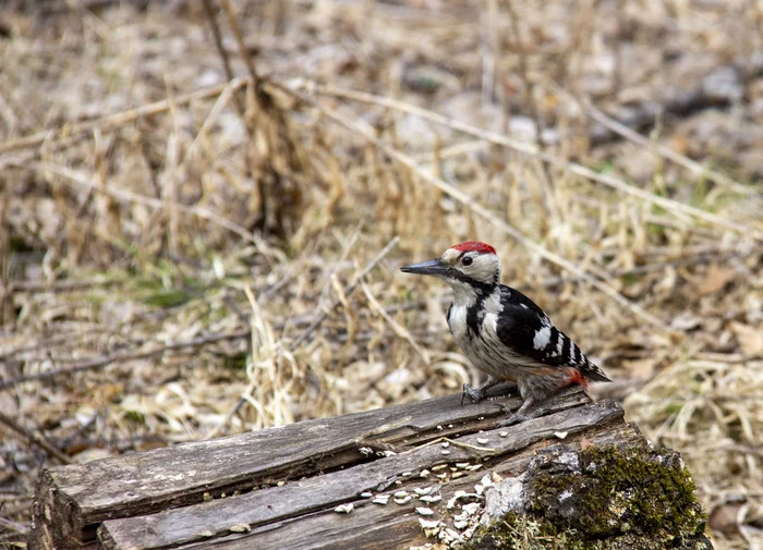 Hungry white-backed woodpecker - My, Birds, Krasnoyarsk, Longpost, White-backed woodpecker, Woodpeckers