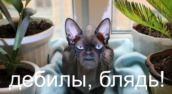 no politics - My, Humor, Photoshop master, Sergey Lavrov, Sphinx, cat, Mat, Picture with text