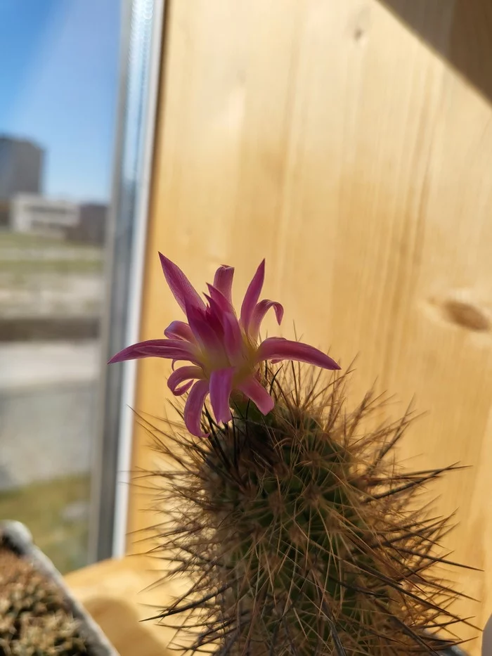 cactus bloomed - My, Cactus, Bloom, Houseplants