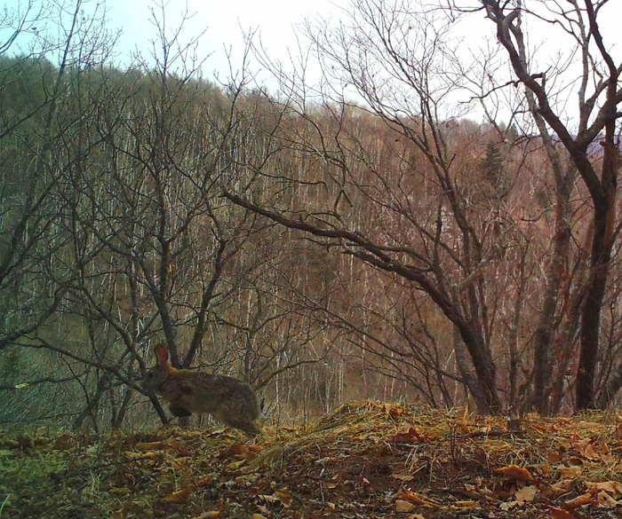 Прыг! Заяц, Земля Леопарда, Национальный парк, Дикие животные, Красота природы, Дикая природа, Фотография, Приморский край
