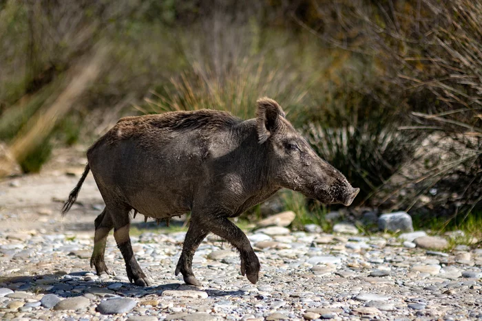 Pumbaa in real life - My, Boar, The photo, Pumbaa, Timon and Pumbaa, Canon, Sigma, Animals, Turkey, Warthog