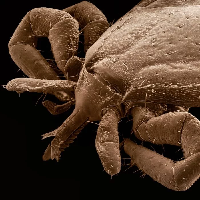 Tick ??in an electron microscope - My, Electron microscope, Insects, Mite